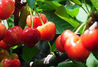 �����ט���ΰ�ȫԽ��