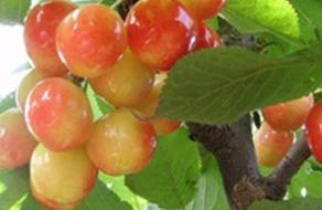 �����~�߲�ʲô�Y������~�߲��ķ��η���