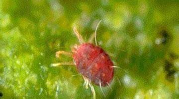 ���r�������Բ�ݮ�t֩��