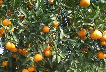 �̽������޼���ʲô���ã��̽������޼��ķ���