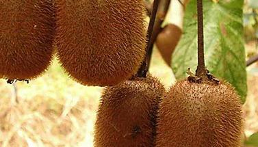 �J�����S�~����ô�k���J�����S�~���ķ��η���