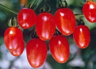 ʥŮ����η�����������