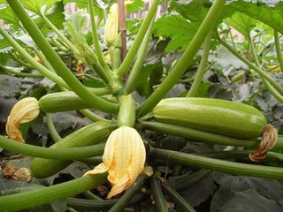 �����J��ֲ���g�������g(sh��)