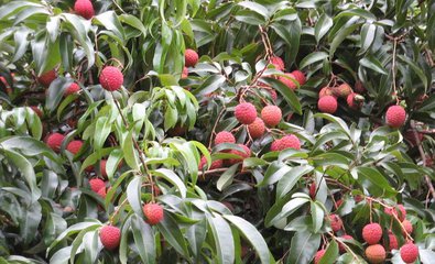 ��֦�䶬������ë�ֲ��°빦��