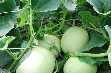 ��ϰ׷۲��ķ��η���