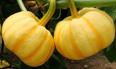 ����С�Ϲ����ԷNֲ���g(sh��)֪�R(sh��)