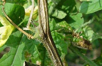 �޻����Sή���ķ��ν��x