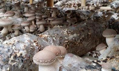 Ģ�����zή�s��ô�k��Ģ�����zή�s�ķ��η���