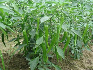 �����仨��� �����ǵ�������(d��ng)