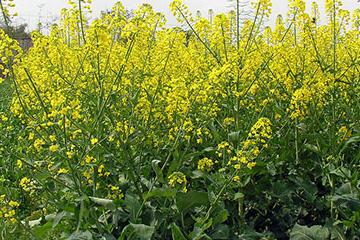 �Ͳ˸��[����ô�k���Ͳ˸��[�����η���