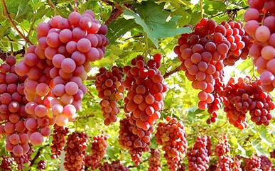 ���Ѱ׼y�𲡵İY����η���