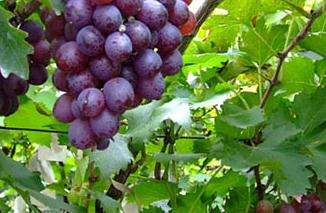 ���Ѱ׼y�𲡵İY����η���