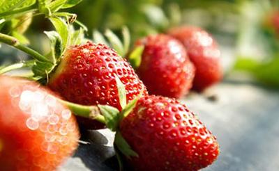 ��ݮ��������ô�k����ݮ���������η���