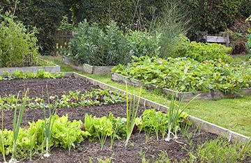 ϲ�gͥԺ���@�N�˵�����ע���ˣ��߲˷Nֲ�r�g��