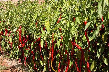 �����L(zh��ng)���x(ch��ng)�ķ��η���