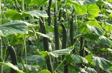 �����S��ή����������ô����