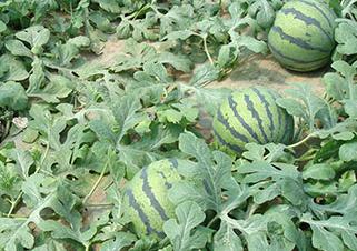 ����˪ù���ķ��η���