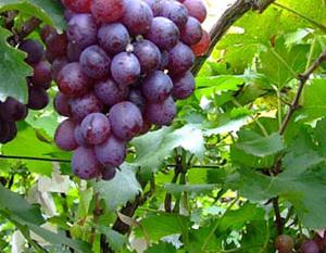 ��ʲô��������������ã���������ʵķ���