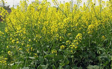 �Ͳ˞�ʲô��(hu��)���磿