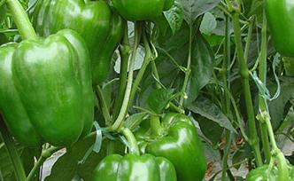 ������ʲô��(hu��)���磿����������ô���Σ�