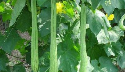 �z���~�Ӟ�ʲô���l�S���z���~�Ӱl�S��ô�k?