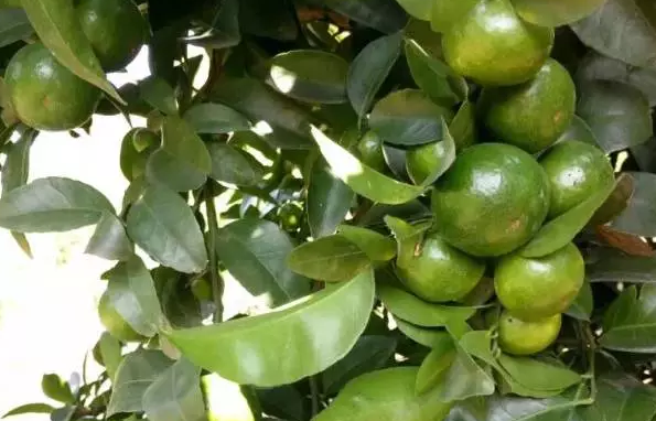 11�¸����@�ӹ������P�I!