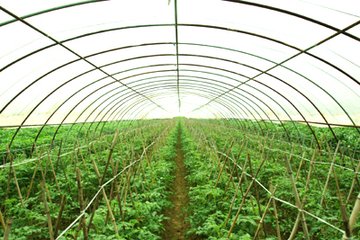 ������ﶬ���푪֔��