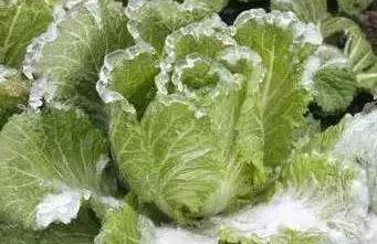 �߲˷����������g(sh��)��ʩ��