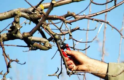 ���r(n��ng)���f��С��֦���ǂ��������֦��Y���١�������ɶ��˼��