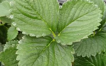 �@Щ���}���Ƿʶ���ɵģ���������Ĳ�ݮ�����ˆ᣿