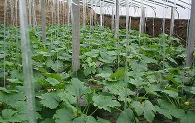 �����t���������t�����B(y��ng)���o������Ҫ��