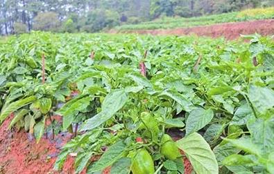 �r�􂃶�֪���İ˴�����Ӱ����أ���֪��ô��