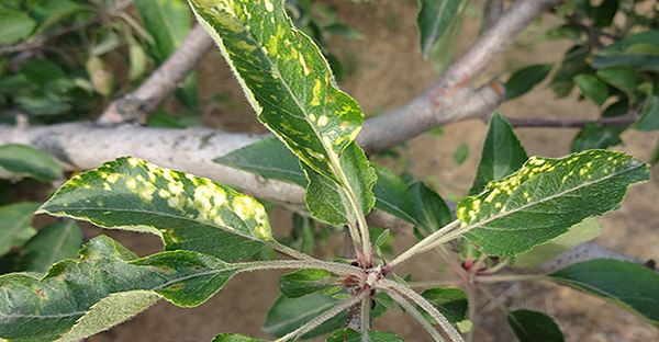 ���ι���(sh��)�ɸ���