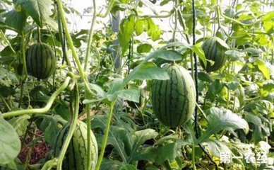 �ְ��ֽ���o������֦�����������o��