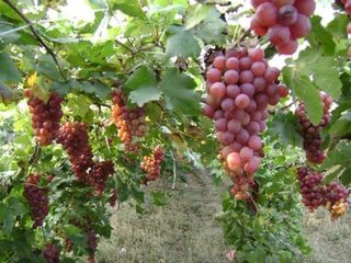 ���ѵĻ����ڹ���