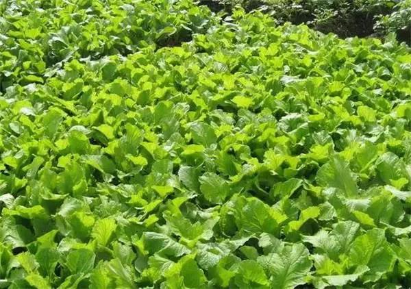 �ļ��߲˹���Ҫ�c