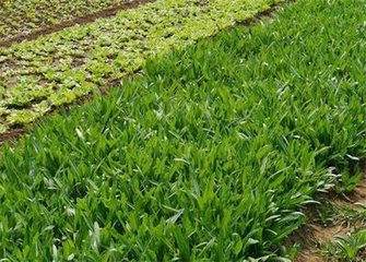 �߲����a(ch��n)С���У���o�߲ˡ����c�ס���