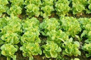 ��ηNֲ����