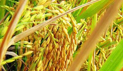 �Ϸ��ߜ� �絾����Ҫ�����