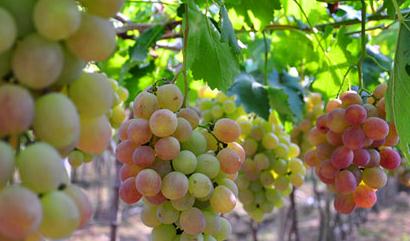 ���ѼܵĴ����