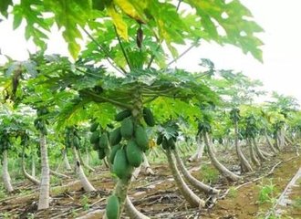 ľ�ϸ߮a�������P�I��ʲô��