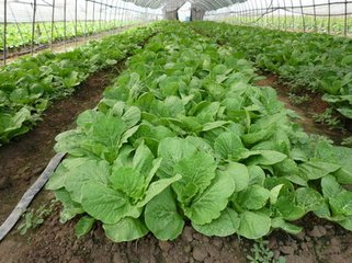 �ļ��ײ�����aˮ����Ч��