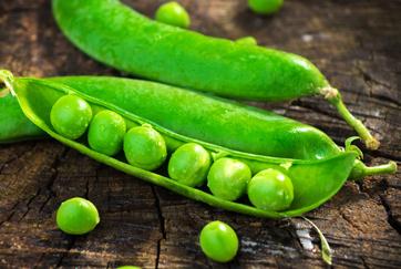 �㶹�ķNֲ������ʲô���㶹�Nֲ���g��ι�����