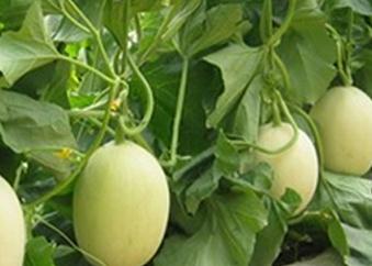 �����ηNֲ?��ϵ����༼�g��