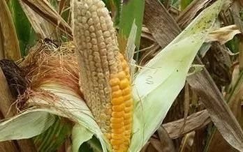 ���ײ��NԽ�磬�L(zh��ng)��(sh��)Խ�ã������@������ʲô�r(sh��)�򲥲ź��m��