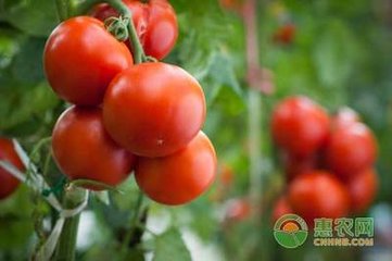 ���t��ʲô�r�򲥷N�����t���ƌW(xu��)�Nֲ��������Щ��