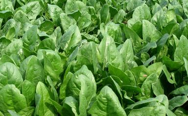 ����Nֲ����Ҫע��ʲô�����ﲤ�˷Nֲ����