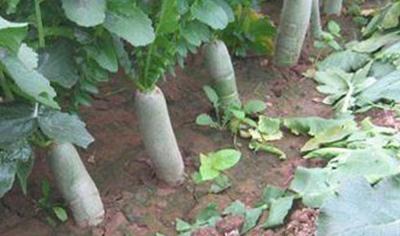 �Nֲ���}������ɶ�����ģ��}�����ĵķ��δ�ʩ