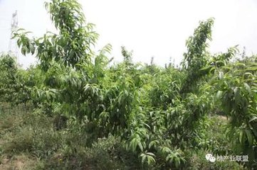 �Ҙ���@ѩ����η�������