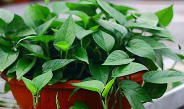 �G�}�����L���ã�ԓ��ô�k���G�}ïʢ��̎������